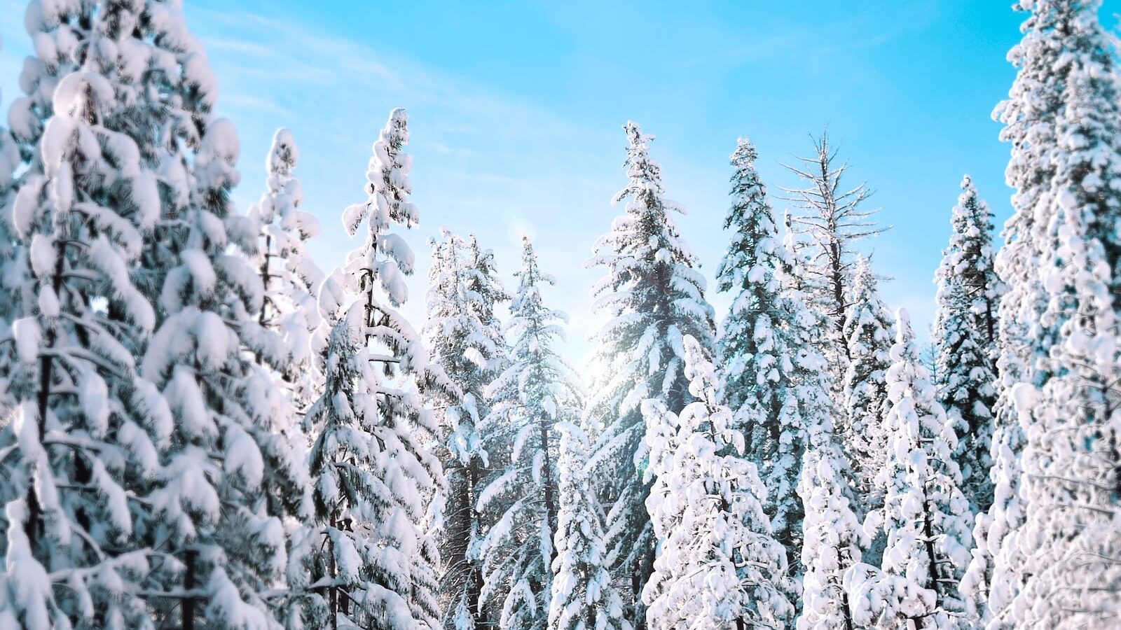 trees filled with snow during daytime